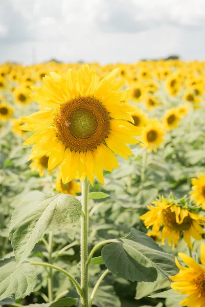 Girasol en archivado en Lop Buri, Tailandia —  Fotos de Stock