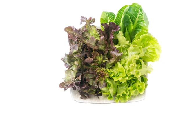 Red Oak dan Green Oak salad di mangkuk putih terisolasi — Stok Foto