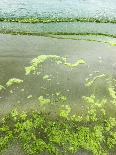 ビーチに藻類ブルーム — ストック写真