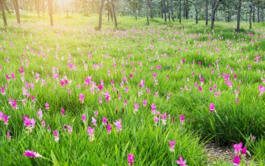 Siam Lale alan, Curcuma alismatifolia çiçek 