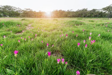 Siyam Lale tarlaları, Curcuma alismatifolia çiçeği.
