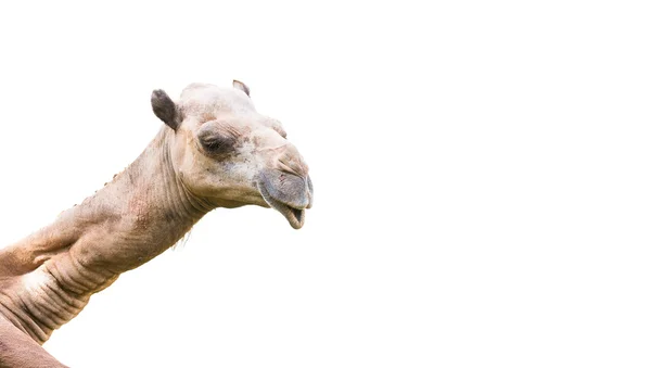 Head of camel isolated — Stock Photo, Image