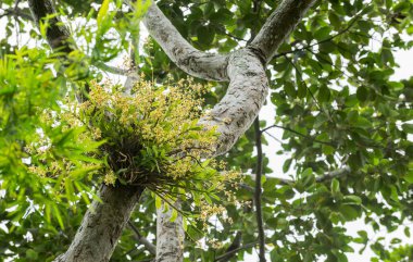 ağaç üzerinde sarı vahşi orkide