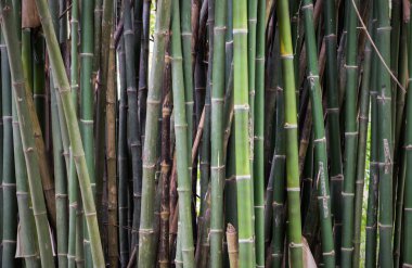 bomboo arka plan kök