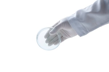 hand scientist wearing rubber gloves and hold petri dish isolated on white background and coppy space, Chemical laboratory glassware and Science concept clipart