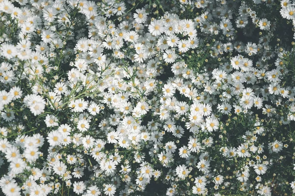 Schöne Schöne Blüte Gänseblümchen Blumen Hintergrund Draufsicht Und Vintage Ton — Stockfoto