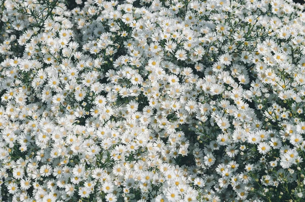 Gyönyörű Szép Virágos Százszorszép Virágok Háttér Felülnézet Vintage Hang — Stock Fotó