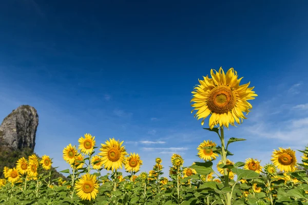 Hermoso Campo Girasol Verano Con Cielo Azul Provincia Lop Buri —  Fotos de Stock