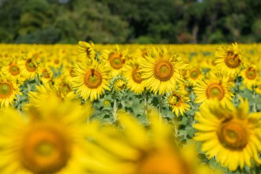 Yazın ayçiçeği tarlasında güzel bir ayçiçeği Lop buri vilayetinde mavi gökyüzü, THAILAND