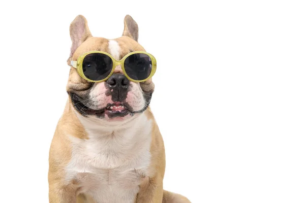 Lindo Bulldog Francés Usar Gafas Sol Moda Aisladas Sobre Fondo —  Fotos de Stock