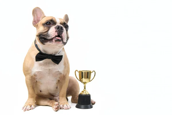 Cute French Bulldog Wear Black Bow Tie Trophy Isolated White Stock Photo