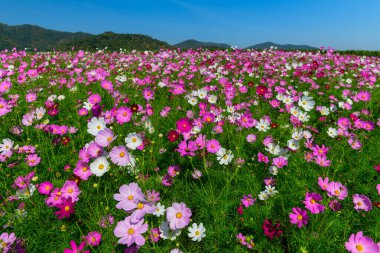 Çiçek açan Kozmos Çiçek Tarlası Dağ Arkaplanı. Çiçek arka planı.