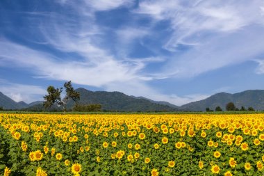 Dağ manzaralı ayçiçeği tarlası Dramatik Mavi Gökyüzü altında