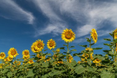 Mavi gökyüzü arkaplanı olan ayçiçeği tarlası. Çiftlikte ayçiçeğine yakın. Lop buri THAILAND 'da kırsal alan