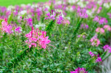 Pembe, mor ve dikenli Örümcek Çiçeği veya Cleome Hassleriana çiçekleri güzel bir manzara oluştururlar. Seçici Odaklanma