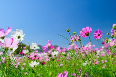 Güzel pembe ve beyaz kozmos çiçekleri açık mavi gökyüzünün altındaki yeşil bir tarlada çiçek açıyor. Fotokopi alanı olan doğal çiçek arkaplanı, reklam için ideal.