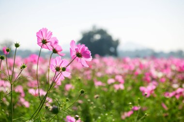 Yumuşak arka planı ve yumuşak güneş ışığıyla yeşil bir tarlada açan mürekkep kozmos çiçekleri. Tazeliği temsil eden narin çiçek manzarası. Fotokopi alanı ile sezonluk tasarım..