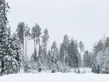Karlı güzel kış manzarası