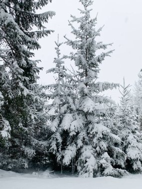Kışın dondurucu bir sabah. Kış