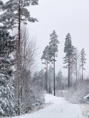 Karlı güzel kış manzarası