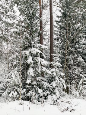Karlı güzel kış manzarası