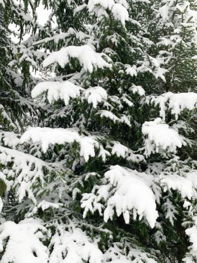 Karlı güzel kış manzarası