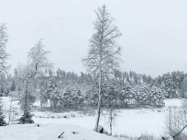 Matin glacé pendant l'hiver. Hiver — Photo