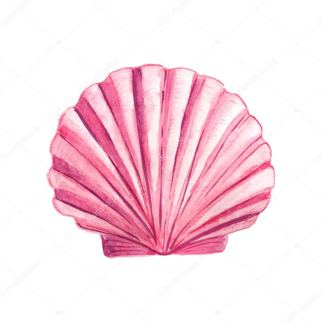 Seashell watercolor illustration.