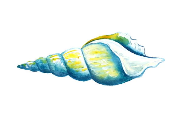 Seashell aquarel illustratie. — Stockvector