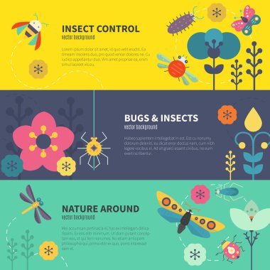 collection with butterflies and other insects