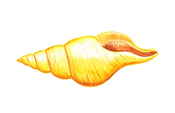 Seashell acuarela ilustración — Vector de stock