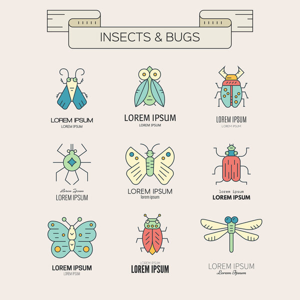collection of bugs and insects
