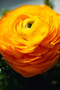 Bu yakın plan portakal çiçeği, katmanlı taç yaprakları ile onun karmaşık detaylarını vurguluyor. Güneş ışığı çiçeklerin canlı tonlarını arttırır, sahneye sıcaklık katar..