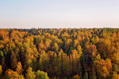 Sarı sonbahar orman manzarası