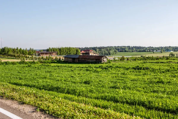 Farm Ένα Χωράφι Πράσινο Γρασίδι — Φωτογραφία Αρχείου