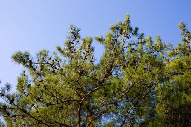 Mavi gökyüzüne karşı yeşil çam dalları