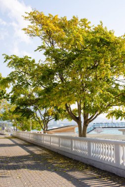 Deniz kenarındaki büyük ağaç.