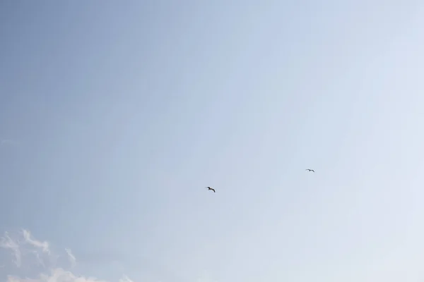 Twee Vogels Vliegen Lucht — Stockfoto