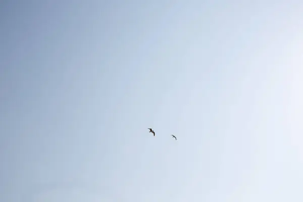 Twee Vogels Vliegen Lucht — Stockfoto