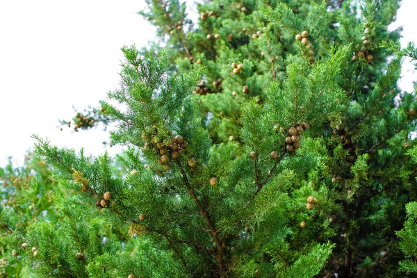 绿色松枝上的球果 — 图库照片