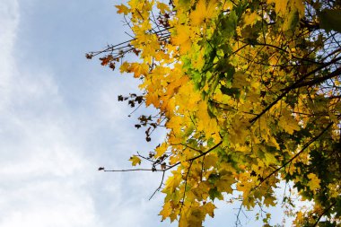 Sarı yapraklar gökyüzüne karşı bulutlarla