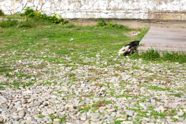 Köpek çimenlerde uyuyor.