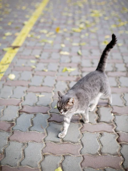 Gatto Grigio Che Cammina Lungo Strada — Foto Stock