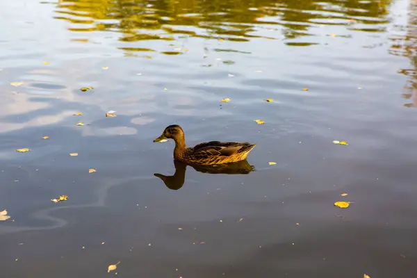 Pato Nada Água — Fotografia de Stock