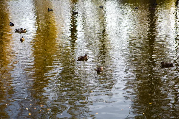 Ducks Swim Pond — Stock Photo, Image