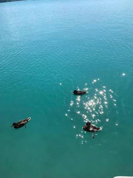 3頭のアヒルが青い海を泳いでいます — ストック写真