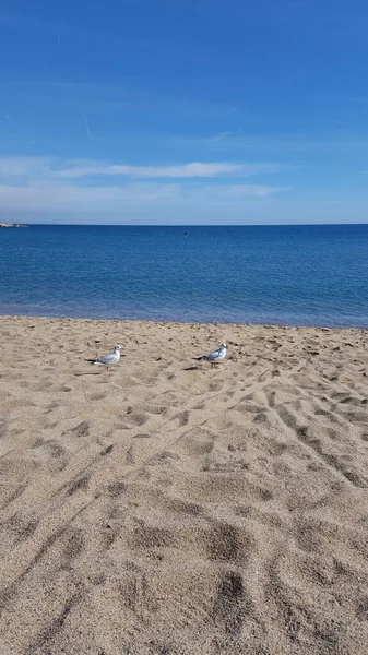 Deux Mouettes Sont Assises Sur Sable Sur Plage — Photo