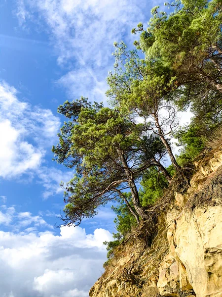 Bomen Groeien Een Hoge Klif Tegen Een Blauwe Lucht — Stockfoto