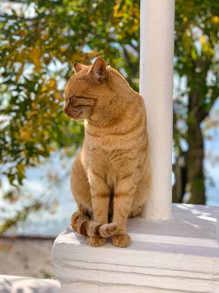 Gatto Rosso Seduto Con Gli Occhi Chiusi — Foto Stock