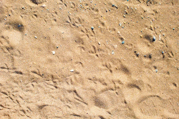 Sand Background Bird Tracks — Stock Photo, Image